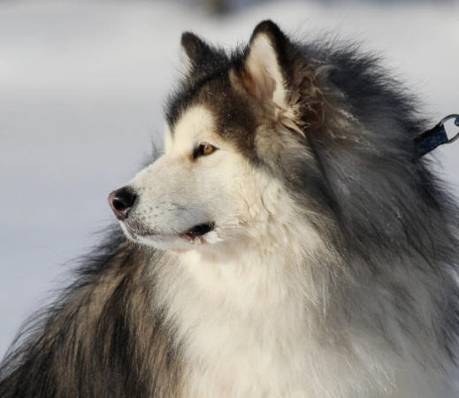 Long clearance haired malamute